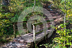 A Bridge in the Woods