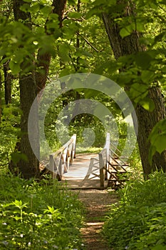 Bridge in woods