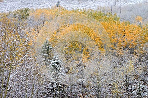 Bridger Teton National Forest photo