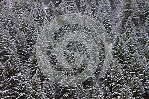 Bridger Teton National Forest Wyoming photo