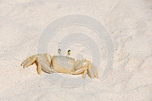 Bridgetown, Barbados - Sand crab at Brownes beach - Carlisle bay