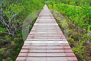 Bridgewalk photo