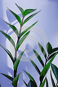 A bridht green plant on a white background.