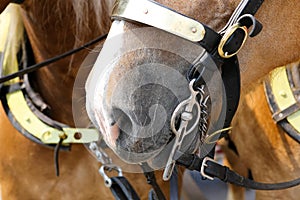 Bridle bit