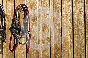 Bridle horse hanging on a wooden wall