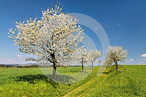 bridle path and alley of flowering cherry and plum trees