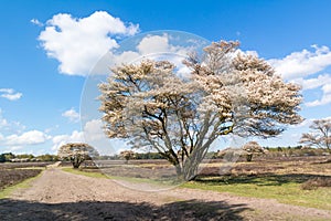 Bridle path and serviceberry in spring, Netherlands