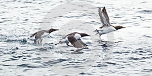 Bridled Common Murre