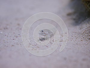 Bridled Goby