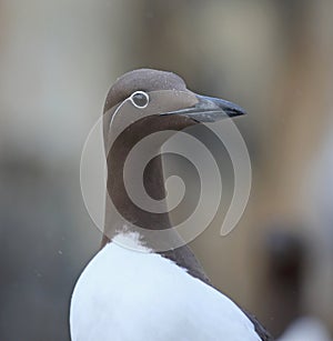 Bridled Guillemot