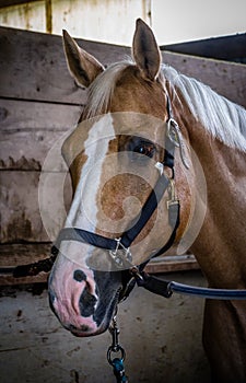 Bridled horse close-up