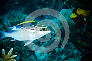 Bridled monocle bream Bunaken Sulawesi Indonesia underwater scolopsis bilineatus