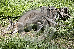 The bridled nailtail wallaby is moving across the field