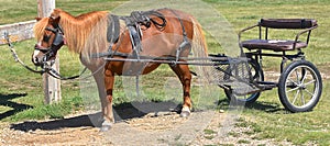 Bridled pony ready to pull a buggy