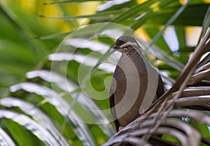 Bridled Quail Dove