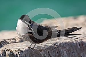 Bridled Tern