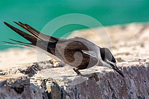 Bridled Tern