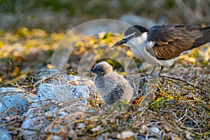 Bridled tern and chick on ground among dry grass and rock on Lady Elliot Island, Queensland