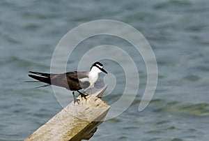 Bridled tern perched on a wooden log