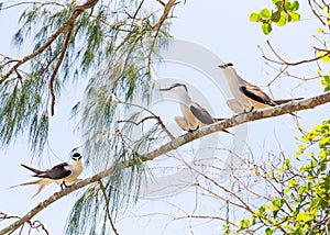 Bridled Terns, Low Isles, Great Barrier Reef, QLD, Australia