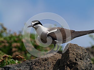 Bridled Terns (Sterna anaethetus)