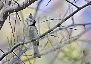 Bridled Titmouse