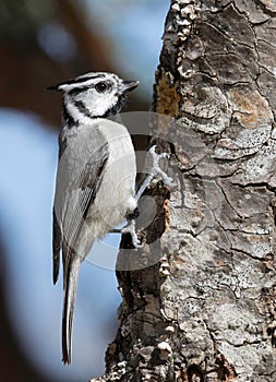 Bridled Titmouse in Arizona