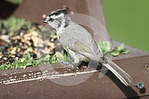 Bridled Titmouse (Baeolophus wollweberi)