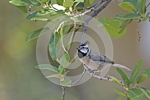 Bridled Titmouse, Baeolophus wollweberi, perched on branch photo