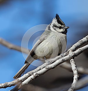 Bridled Titmouse in California