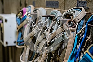 Bridles Along Wall