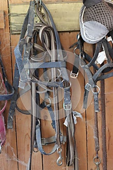 bridles for horses hanging in the barn-