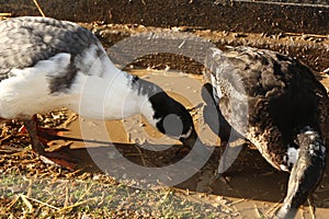 Brids playing in the freezing winter temperatures