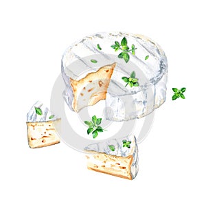 Brie, Camembert cheese with thyme herb. Watercolor illustration isolated on white background
