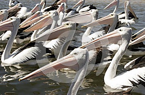A Brief of Pelicans
