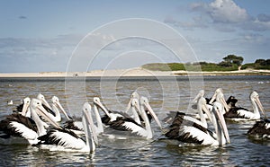 A Brief of Pelicans