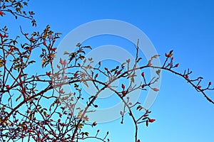 Brier briar rosehip rose on blue sky photo