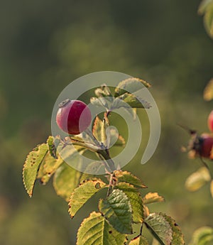 Brier bush with red fruit ball