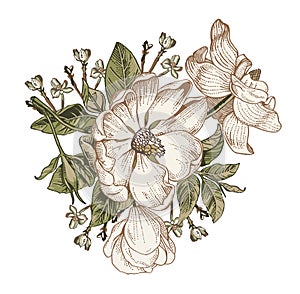 Brier dog rose rosehip Beautiful white blooming isolated realistic flowers Vintage Drawing engraving Vector victorian Illustration photo