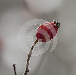 Brier fruit after frost in cold winter