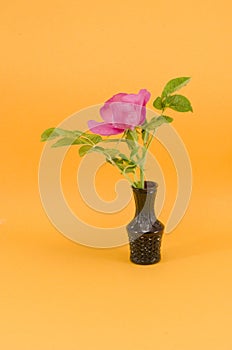 Brier wild rose flower in small vase