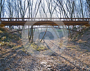 Brige in the forest