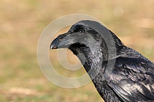 Brigh black plumage of a crow