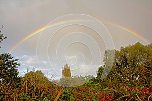 Brigh colorful rainbow on a grey sky over over trees and shrubs