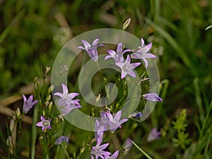 Brigh lilac harebell flowers - Campanula rotundifolia