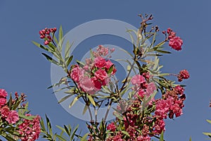 Brigh pink sunny oleander flowers against a blue sky