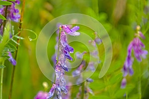 Brigh purple tufted vetch flowers with raindrops