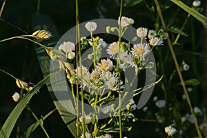 Brigh sunny wild chamomile flowers - Matricaria chamomilla