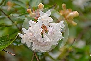 Brigh white abelia grandiflora flowers in the park