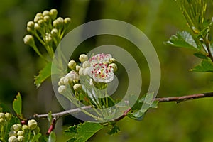 Brigh white hawthorn flowers with pink stems in springtime